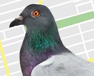 Google Pigeon Algorithm Update